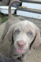 Reef, Long Hair, a male Weimaraner for sale in Blue Ridge, VA – 4 of 9