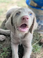 Sandy, Long Hair, a female Weimaraner for sale in Blue Ridge, VA – 2 of 8