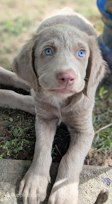 Sandy, Long Hair – Weimaraner puppy for sale in Blue Ridge, VA