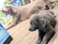 Starfish, a female Weimaraner for sale in Blue Ridge, VA – 5 of 8