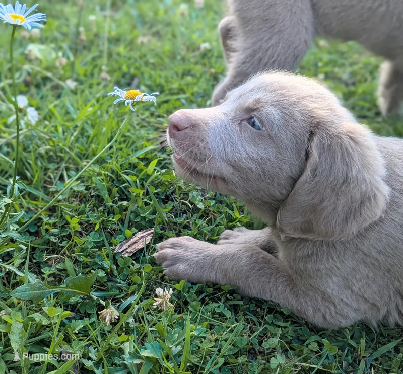 Ocean – Weimaraner puppy for sale in Blue Ridge, VA
