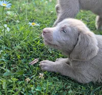 Ocean, a female Weimaraner for sale in Blue Ridge, VA – 1 of 4