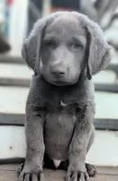 Salty, Long Hair, a male Weimaraner for sale in Blue Ridge, VA – 2 of 8