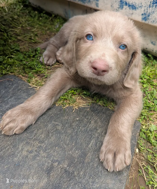 Sky – Weimaraner puppy for sale in Blue Ridge, VA