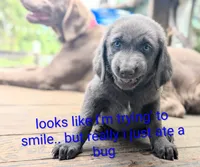 Starfish, a female Weimaraner for sale in Blue Ridge, VA – 3 of 8