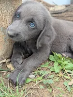 Starfish, a female Weimaraner for sale in Blue Ridge, VA – 8 of 8