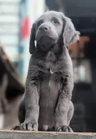 Salty, Long Hair, a male Weimaraner for sale in Blue Ridge, VA – 3 of 8