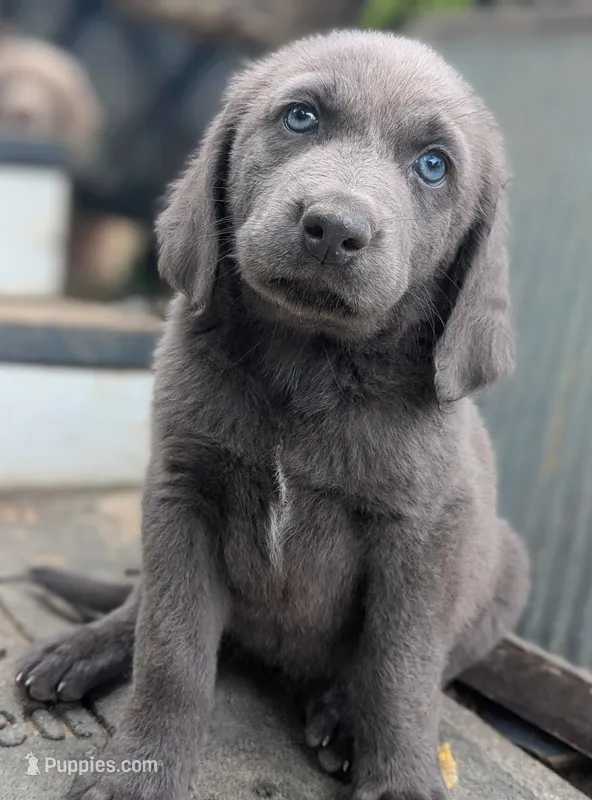 Starfish – Weimaraner puppy for sale in Blue Ridge, VA