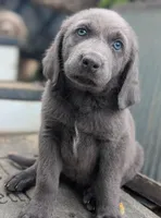 Starfish, a female Weimaraner for sale in Blue Ridge, VA – 1 of 8