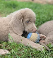 Reef, Long Hair, a male Weimaraner for sale in Blue Ridge, VA – 6 of 9
