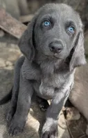 Starfish, Long Hair, a female Weimaraner for sale in Blue Ridge, VA – 7 of 8