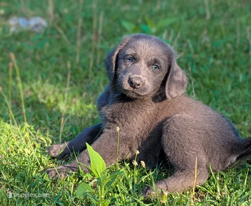 Salty – Weimaraner puppy for sale in Blue Ridge, VA
