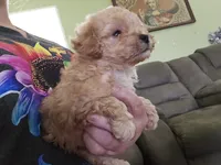 Tiny, a female Poodle - Toy  for sale in Rockwood, TN – 2 of 5