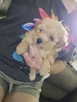 Tiny, a female Poodle - Toy  for sale in Rockwood, TN – 4 of 5