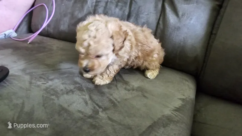 Tiny – Poodle - Toy  puppy for sale in Rockwood, TN
