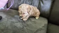 Tiny, a female Poodle - Toy  for sale in Rockwood, TN – 1 of 5