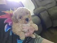 Tiny, a female Poodle - Toy  for sale in Rockwood, TN – 3 of 5