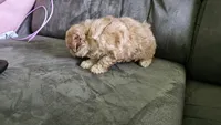Tiny, a female Poodle - Toy  for sale in Rockwood, TN – 5 of 5