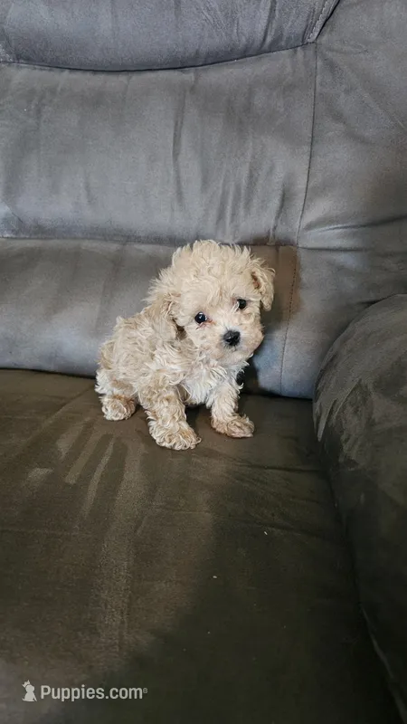 Princess, a female Poodle - Toy  for sale in Rockwood, TN – Photo 1 of 4