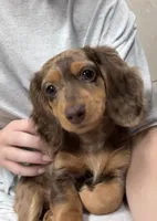 Winnie, a female Miniature Dachshund for sale in Buford, GA – 6 of 7