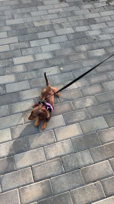 Winnie, a female Miniature Dachshund for sale in Buford, GA – 7 of 7