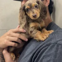 Winnie, a female Miniature Dachshund for sale in Buford, GA – 1 of 7