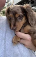 Winnie, a female Miniature Dachshund for sale in Buford, GA – 5 of 7
