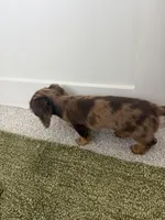 Winnie, a female Miniature Dachshund for sale in Buford, GA – 4 of 7
