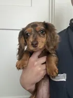 Winnie, a female Miniature Dachshund for sale in Buford, GA – 2 of 7