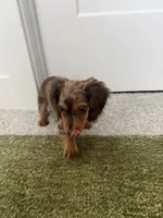 Winnie, a female Miniature Dachshund for sale in Buford, GA – 3 of 7