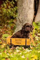 Chuck, a male Cocker Spaniel for sale in Port Crane, NY – 3 of 8