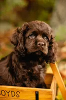 Chuck, a male Cocker Spaniel for sale in Port Crane, NY – 7 of 8