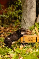 King, a male Cocker Spaniel for sale in Port Crane, NY – 4 of 7