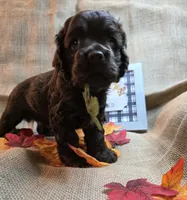 Chuck, a male Cocker Spaniel for sale in Port Crane, NY – 3 of 5