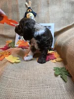 King, a male Cocker Spaniel for sale in Port Crane, NY – 4 of 7