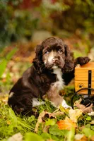 King, a male Cocker Spaniel for sale in Port Crane, NY – 5 of 7