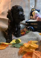 Chuck, a male Cocker Spaniel for sale in Port Crane, NY – 2 of 5