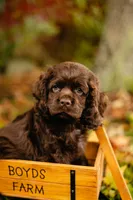 Chuck, a male Cocker Spaniel for sale in Port Crane, NY – 5 of 8
