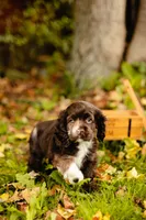 King, a male Cocker Spaniel for sale in Port Crane, NY – 6 of 7