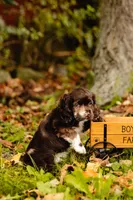 King, a male Cocker Spaniel for sale in Port Crane, NY – 3 of 7