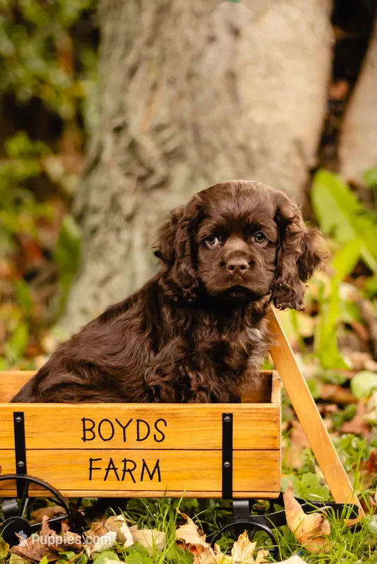 Chuck – Cocker Spaniel puppy for sale in Port Crane, NY