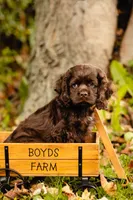 Chuck, a male Cocker Spaniel for sale in Port Crane, NY – 1 of 8