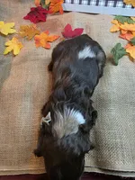 King, a male Cocker Spaniel for sale in Port Crane, NY – 6 of 7