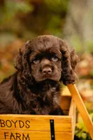 Chuck, a male Cocker Spaniel for sale in Port Crane, NY – 8 of 8