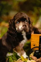 King, a male Cocker Spaniel for sale in Port Crane, NY – 7 of 7