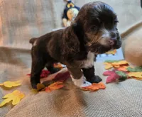 King, a male Cocker Spaniel for sale in Port Crane, NY – 7 of 7