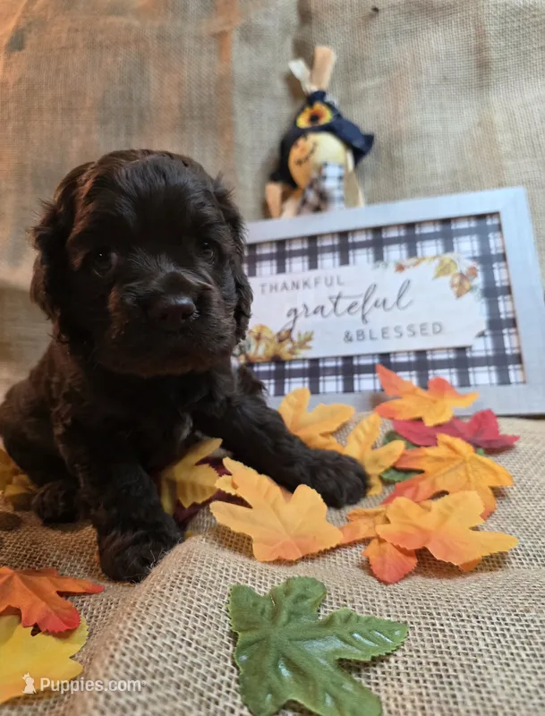 Chuck – Cocker Spaniel puppy for sale in Port Crane, NY