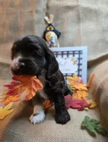 King, a male Cocker Spaniel for sale in Port Crane, NY – 2 of 7