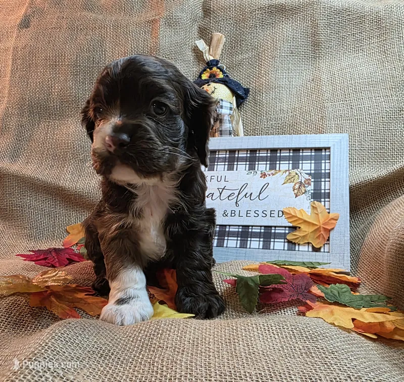 King – Cocker Spaniel puppy for sale in Port Crane, NY