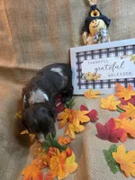 King, a male Cocker Spaniel for sale in Port Crane, NY – 3 of 7